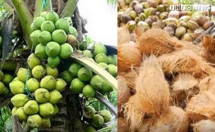 Coconut Floor Price Planned as Vidyaratna Targets 4.2 Billion Nuts by 2030