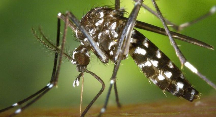 State offices island-wide join mosquito control drive as dengue cases pass 84,000