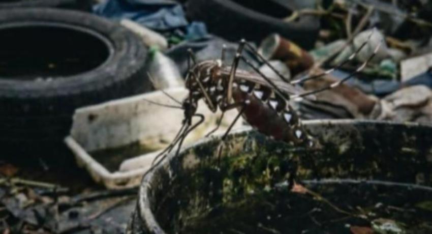 Dengue cases fall 18% in a week as national total reaches 85,364