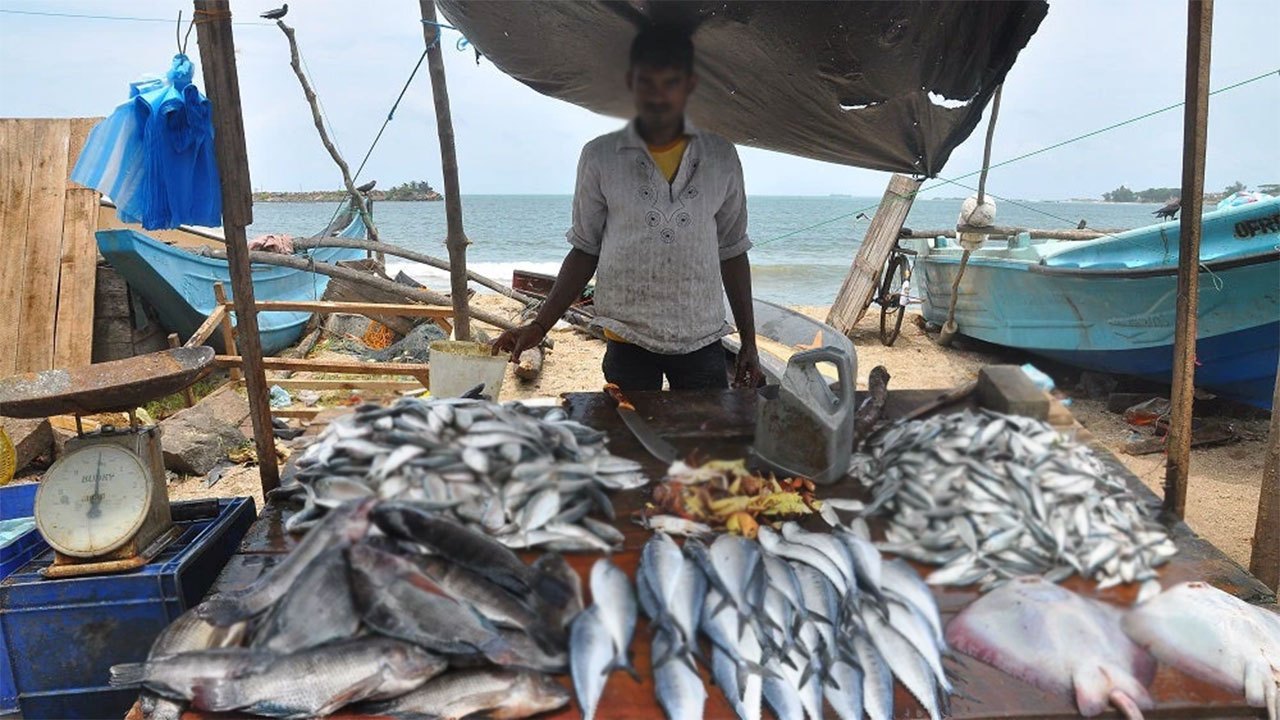 NARA says Sri Lanka's fish harvest has been declining since 2014