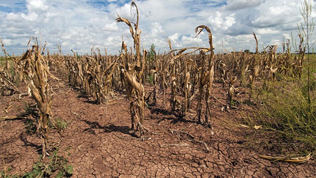 Sri Lanka Expands Crop Insurance to Cinnamon, Rubber, Tea and Coconut