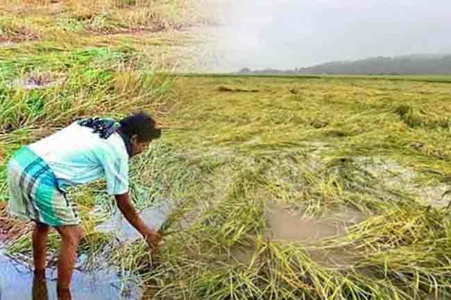 Govt to compensate weather-damaged crops via Agrarian Insurance Board, two-week reporting window