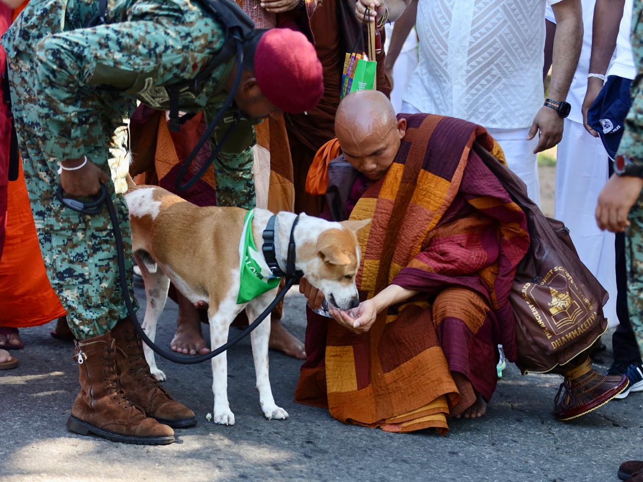 Selfie Crowds Disrupt Walk for Peace, Aloka the Peace Dog Falls Ill