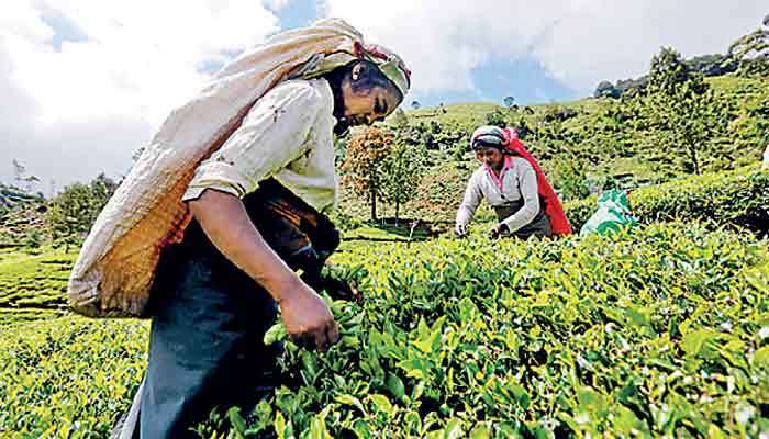 Weak Low Grown crop drags April tea production down 8.5%