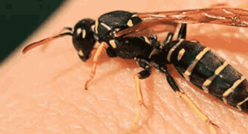 Twenty students hospitalised after wasp attack at Aralaganwila school