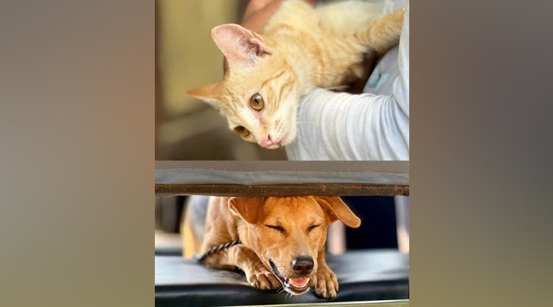 Over 10,000 Pets Traumatised, Hearing-Impaired by Avurudu Firecrackers