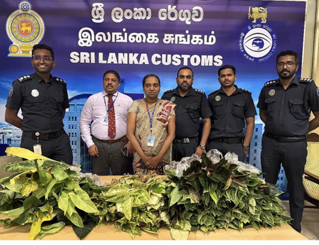 Veyangoda Businessman Arrested at BIA for Smuggling 229 Ornamental Plants