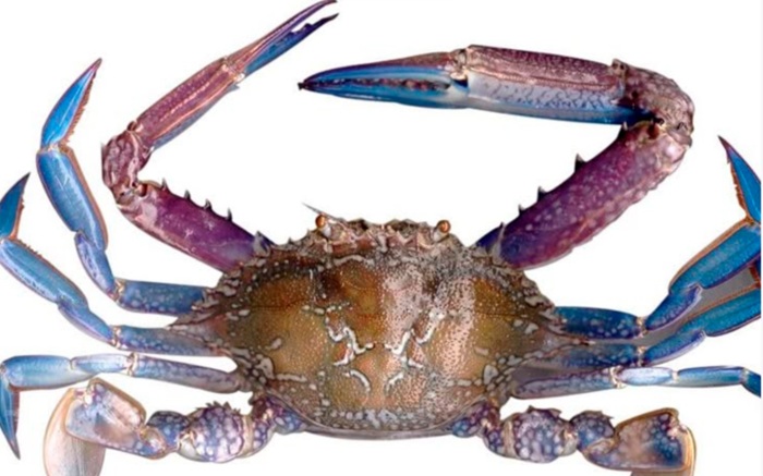 US clears Sri Lanka blue swimming crab exports until 2029 under Marine Mammal Protection Act