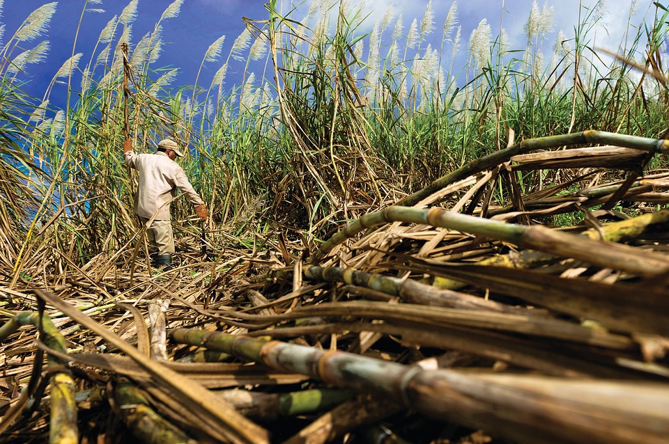 Sri Lanka to Launch Sugarcane Sector Cooperation Project with Brazil