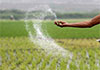 Cabinet clears additional 15,000 MT of urea for Yala 2026 paddy season