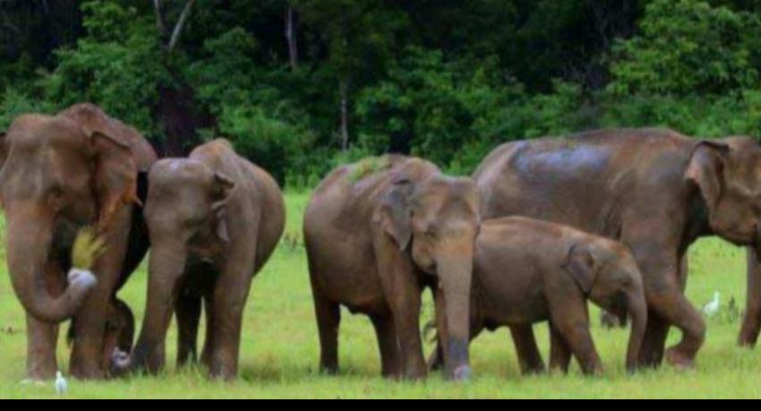 Cabinet revokes previous government's domesticated elephant decisions
