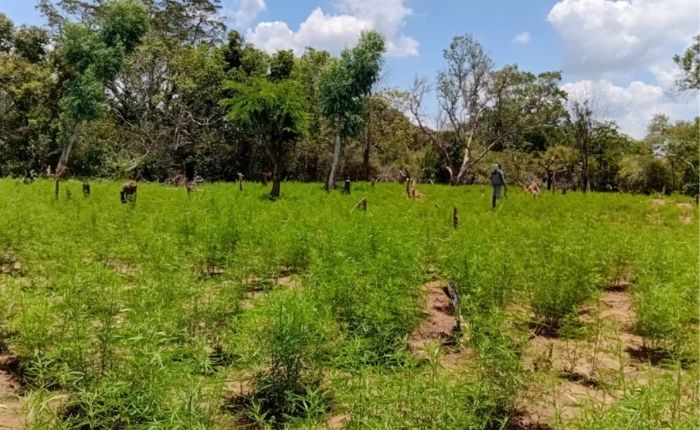 155,000 Cannabis Plants Seized in Army-Police Raid Inside Udawalawe Reserve