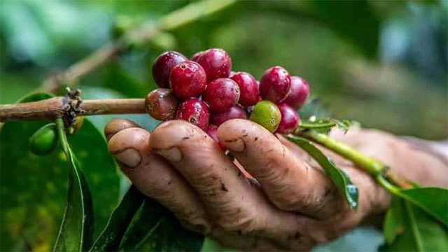 Sri Lanka launches three-year insurance scheme for coffee growers covering drought, floods and elephant damage