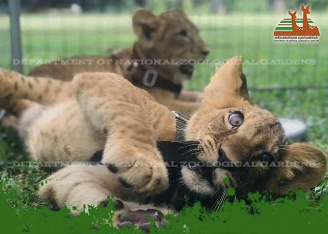 Dehiwala Zoo Invites Public to Name Two Lion Cubs