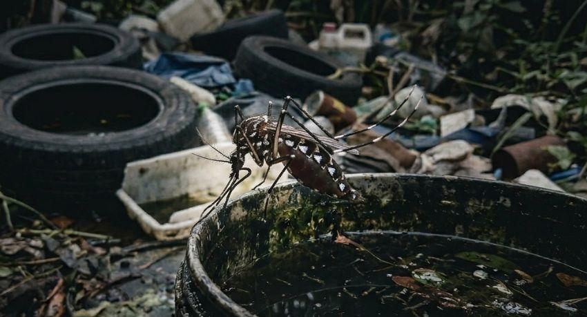 Sri Lanka Records 15 Dengue Deaths, Nearly 30,000 Cases in 2026