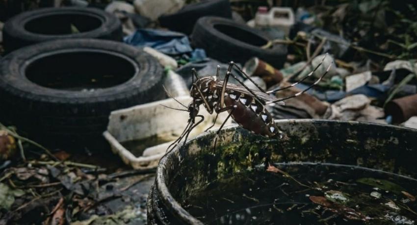 Sri Lanka's dengue toll rises to 17 deaths; special control drive set for June