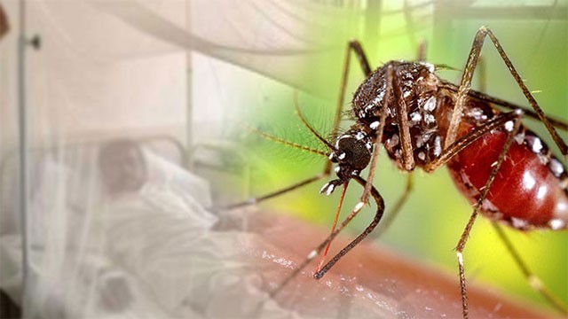 Dengue cases hit 41,144 with 24 deaths as GMOA flags growing hospital pressure