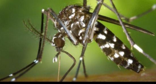 Dengue cases climb to 27,754 across all 25 districts; PHIs given enforcement powers