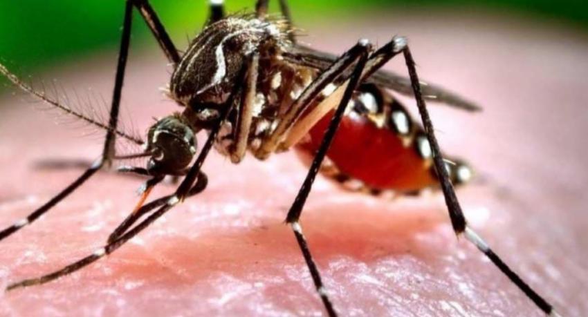 DENV-2 strain behind about 88% of this year's dengue cases, NDCU says