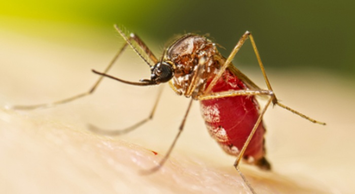 Dengue eradication drive launched in 43 high-risk MoH divisions; cases climb to 26,071