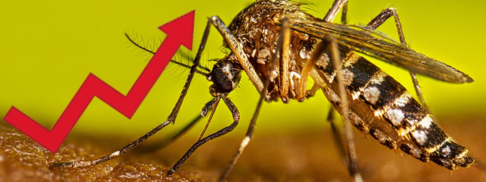 Sri Lanka dengue cases climb to 25,846; 12 deaths include two children