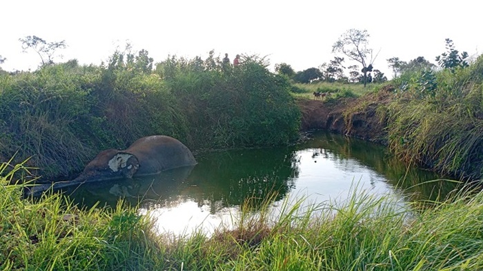 Male elephant found dead in cultivation well in Medawachchiya