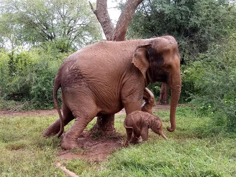 Elephant 'Sujeewa' Death in State Custody Sparks Demands for Wildlife Crime Probe