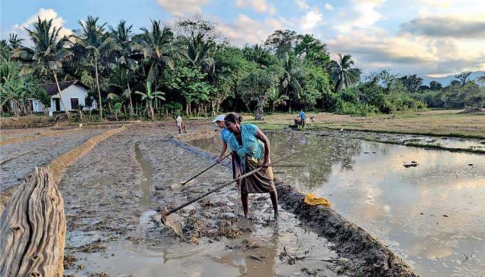 Farmers abandon Yala plots as urea doubles and Maha season risk grows