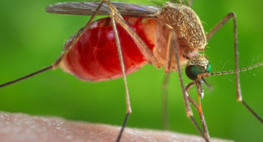 Anti-Filariasis Campaign warns of possible island-wide spread of Brugia malayi parasite