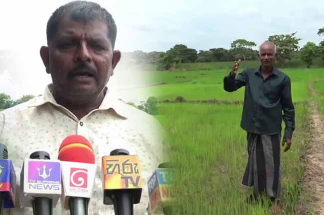 Galenbindunuwewa farmers warn of Colombo protest over fertilizer crisis and paddy prices