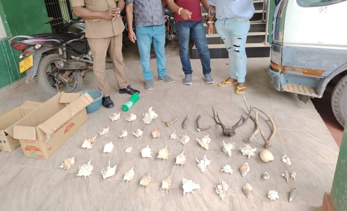 Four Arrested in Galewela With Deer Antlers, Protected Conchs
