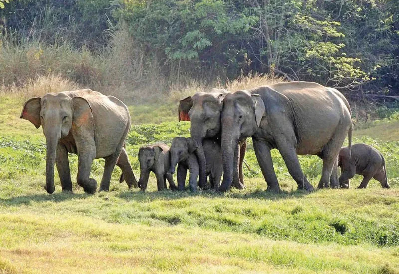 Hambantota Elephant Management Reserve an 'urgent national necessity', Patabendi warns