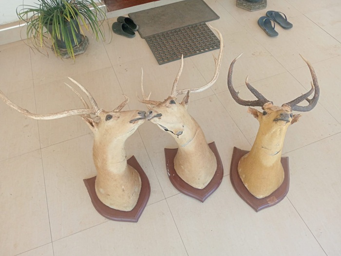 Two Kegalle Hotel Managers Arrested Over Illegal Deer Mounts
