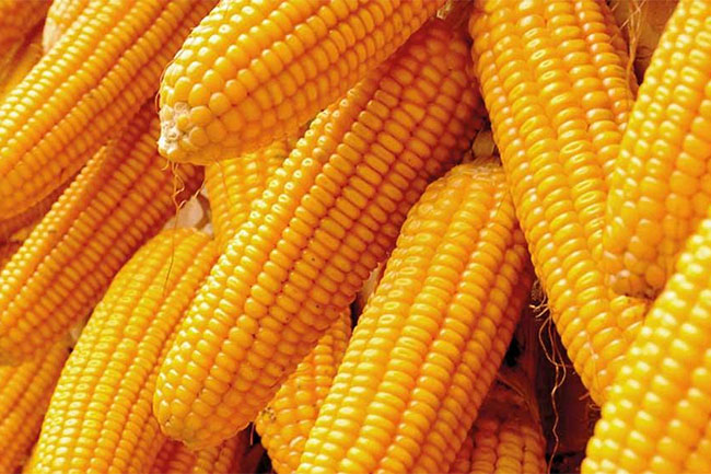 Sri Lanka raises special commodity levy on imported maize to Rs. 50 per kg