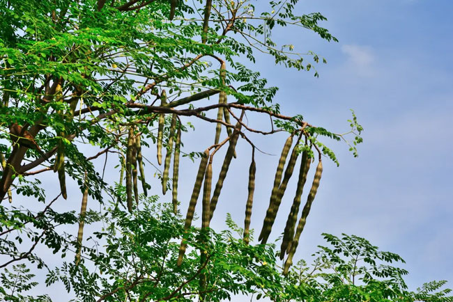 Moringa seeds remove 98.5% of PVC microplastics from drinking water, study finds