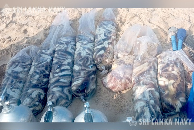 Navy Arrests Six for Illegal Sea Cucumber Harvesting Off Jaffna Coast