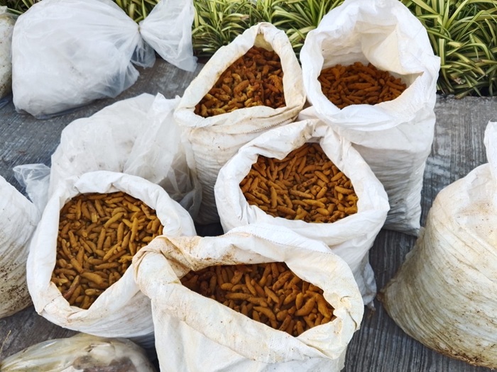 Navy Seizes Over 1,030kg of Smuggled Turmeric on Kalpitiya Beach