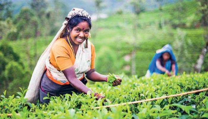 PA seeks urgent action as Gulf crisis threatens 45% of Ceylon Tea exports