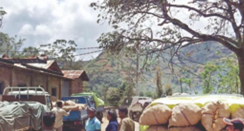 Government Begins Rs. 220/kg Potato Buy-Back Drive in Nuwara Eliya