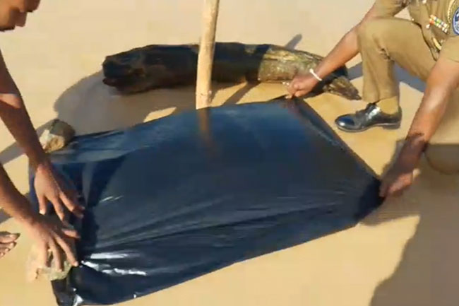 Severed human head washes ashore at Moragalla beach behind tourist hotel