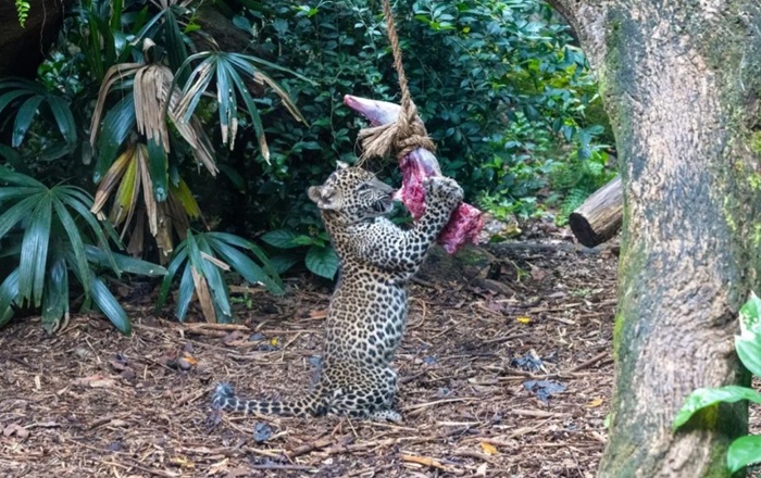Singapore Zoo's First Sri Lankan Leopard Cubs Make Public Debut