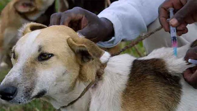 Sri Lanka targets elimination of rabies by 2030
