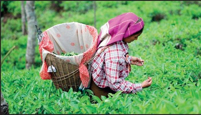 Sri Lanka Tea Output Falls 14.5% in March on Prolonged Dry Weather