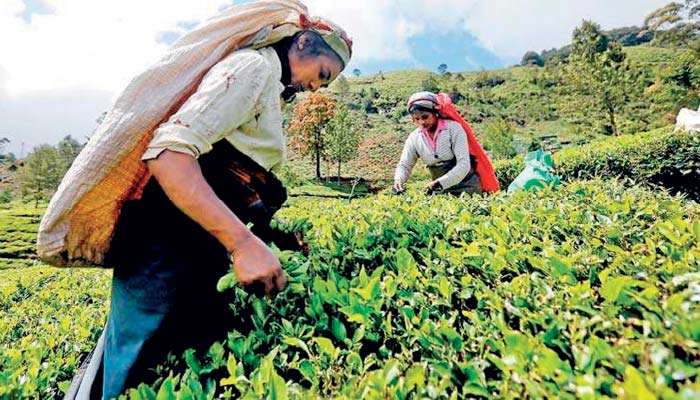 Sri Lanka Tea Prices Slide for Third Straight Month in March