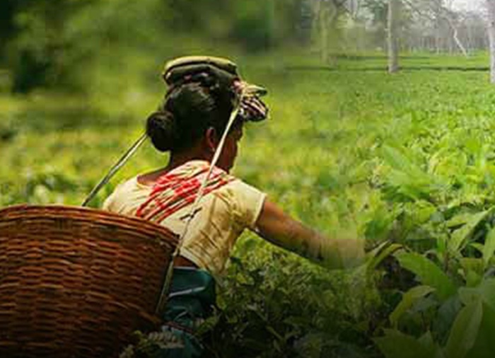 New Pension Scheme Announced for Tea Estate and Factory Workers