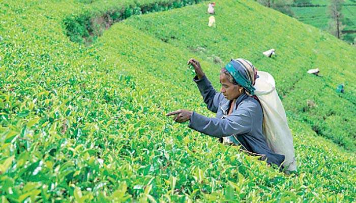Sri Lanka Tea Exports Fall 4% in January–April Amid Mideast Shipping Disruptions