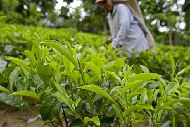 Government to give small-scale tea growers additional fertilizer subsidy as global import costs rise