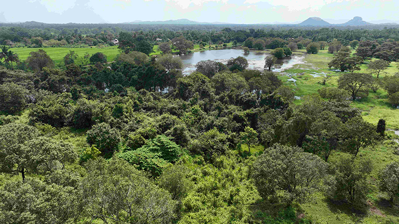 Bid to release Thumbikulam Forest Reserve lands for tourism sparks outrage