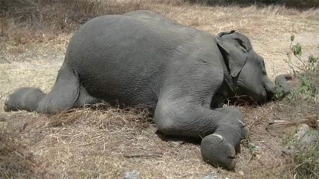 Two wild elephants, including calf, electrocuted by illegal fence in Maligawila