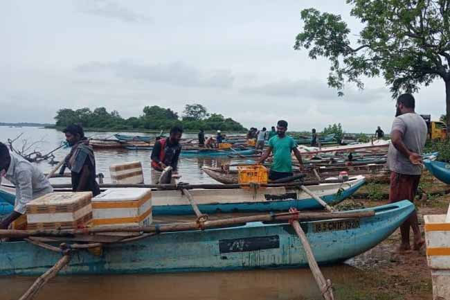 Udawalawa Reservoir yields 35,000 kg fish harvest after heavy rains